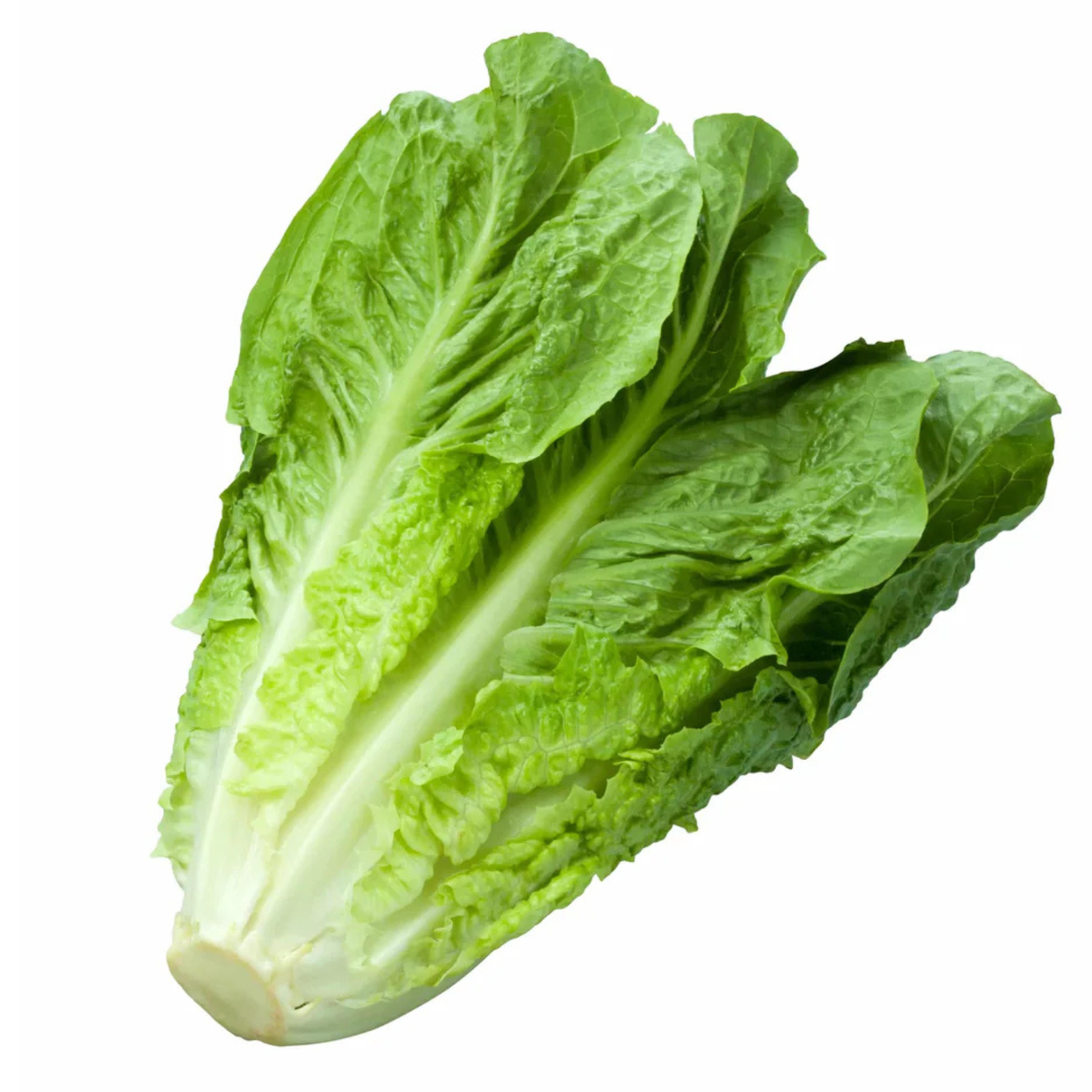 Romaine Lettuce (local)