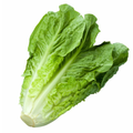 Romaine Lettuce (local)