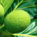 Breadfruit (each)