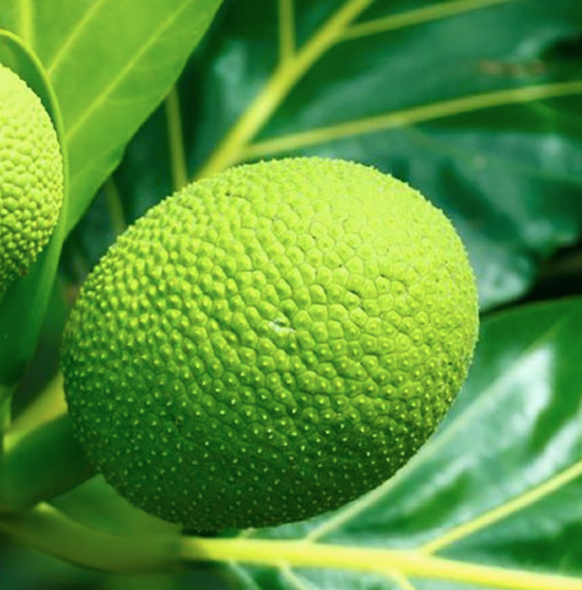 Breadfruit (each)